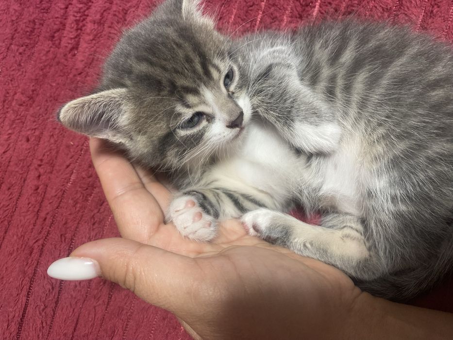 Котята скотишь двор)