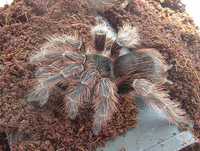 Красивый паук птицеед Nhandu carapoensis яркие самки L11+