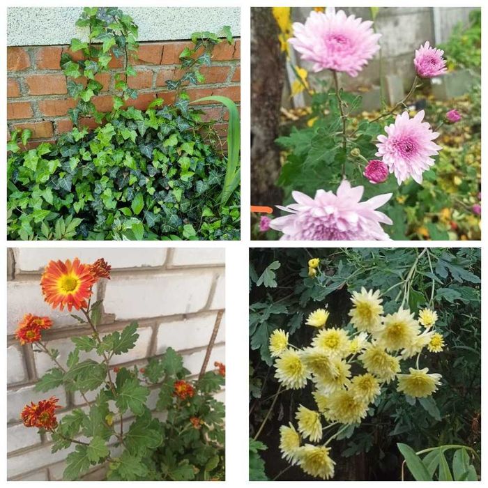 Садовые растения. Почвопокровные. Вечнозелёные. Пестролистные