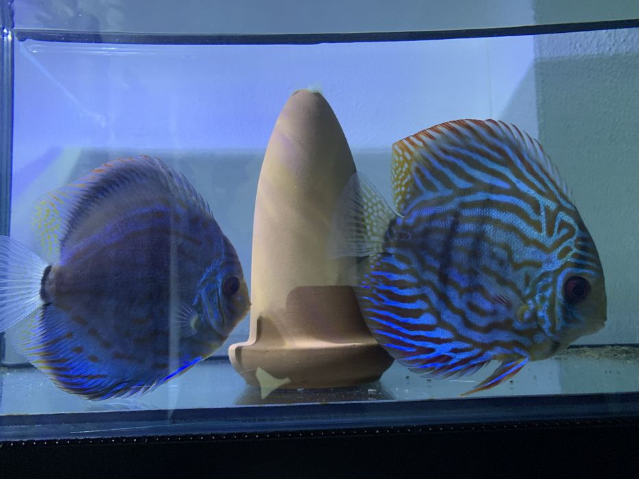 Vendo o meu casal fertil jovem/adulto de discus piwowarosky