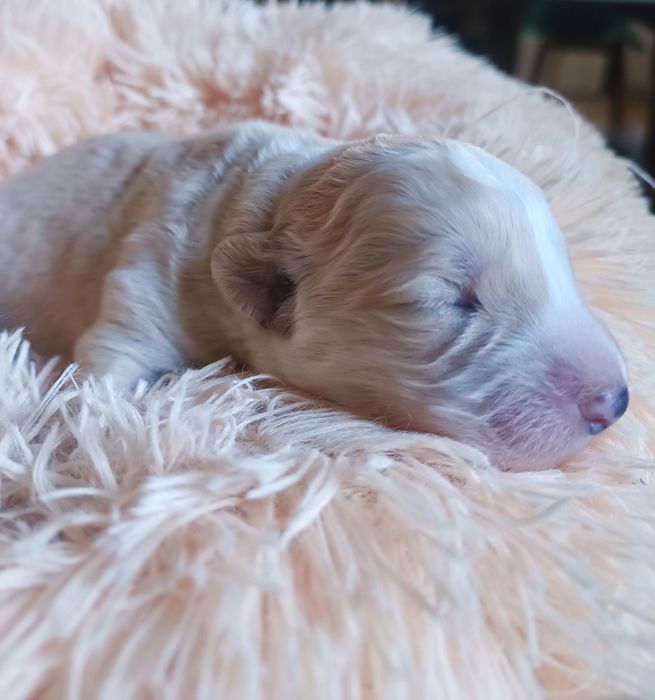 Cachorrinhos para ADOÇÃO (Jan 2026)