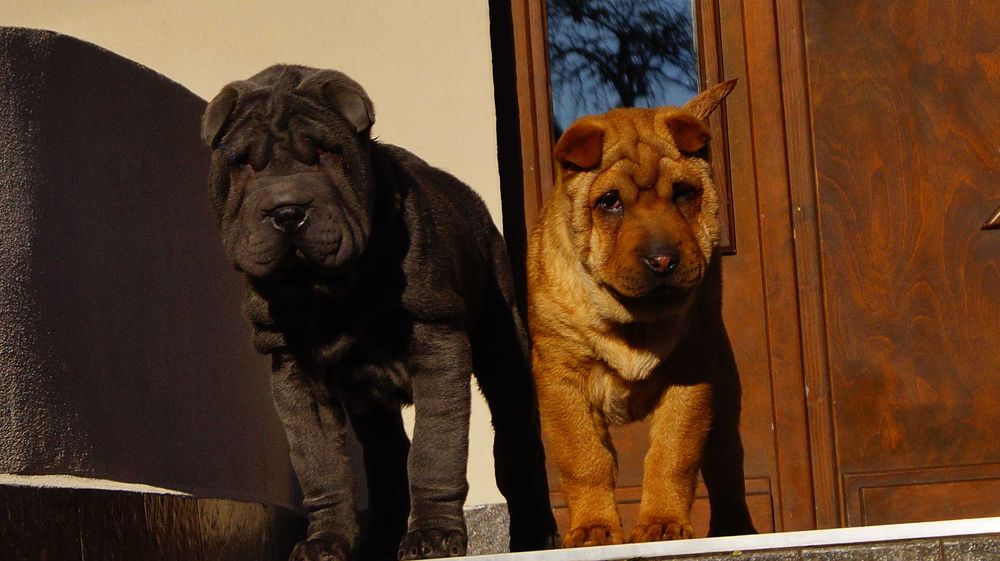 Eva ruda sunia Shar Pei z rodowodem rodzice FCI - importowani