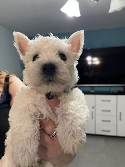 West highland white terrier