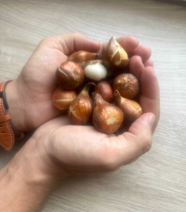 TULIPANY XXL Mix Cebulek TULIPANÓW 50 szt TULIPAN cebule DUŻE Kwiaty