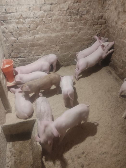 Продаю малих поросят,трьох породка,доставка