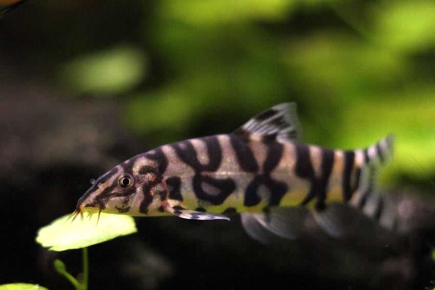Bocja siatkowana