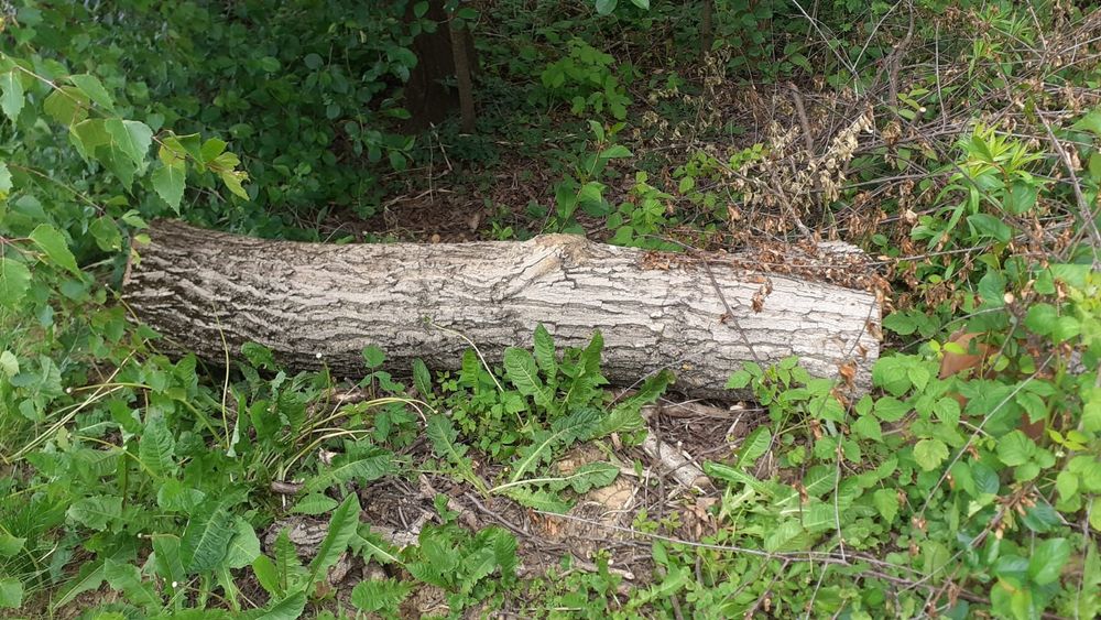 3 x Drewno kłoda orzech włoski kloc