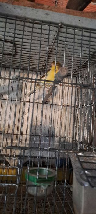 Vendo canarios e canaria