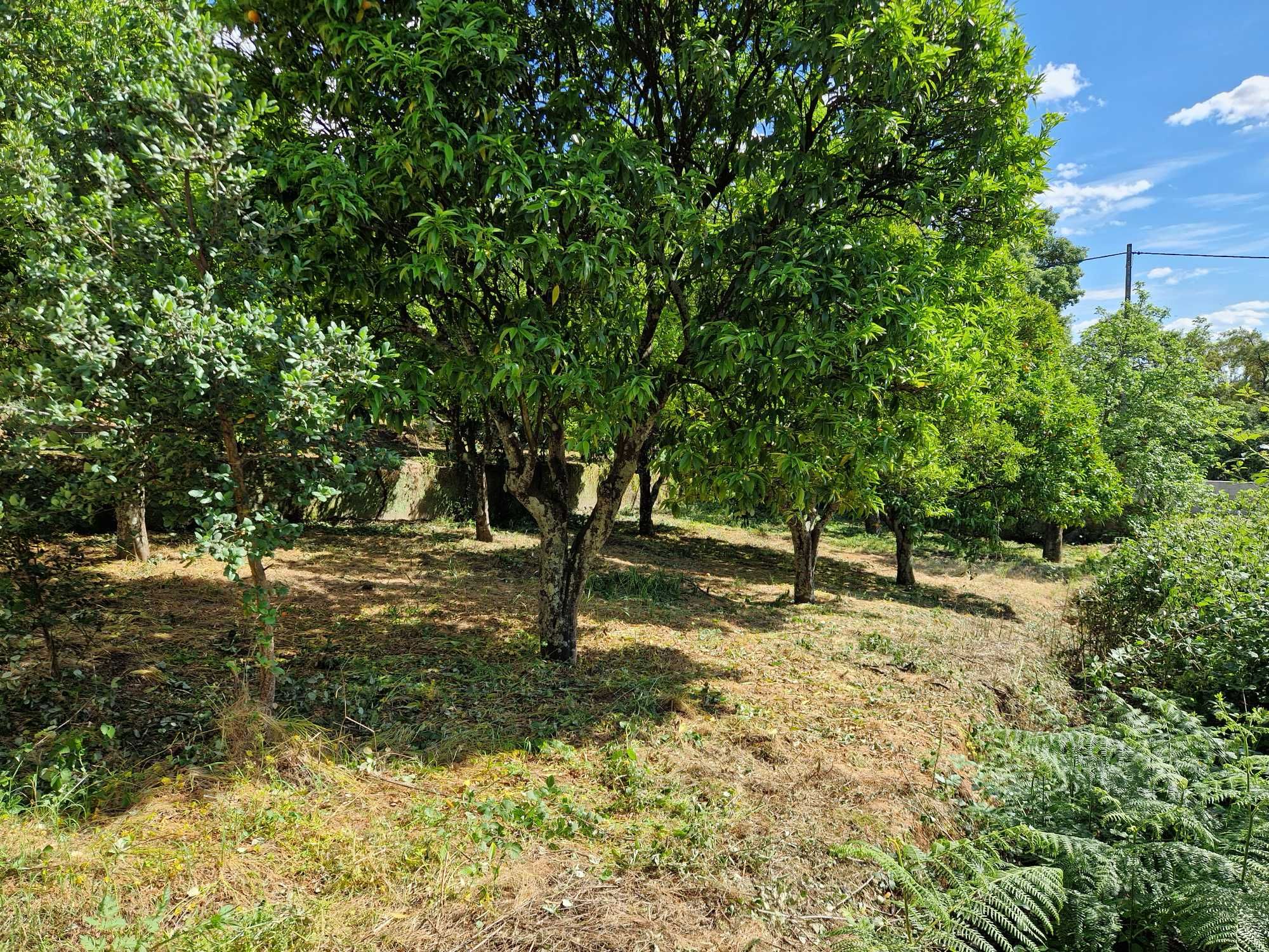 Terreno 2500 m2 - Cebolais Cima - Viabilidade de Construção