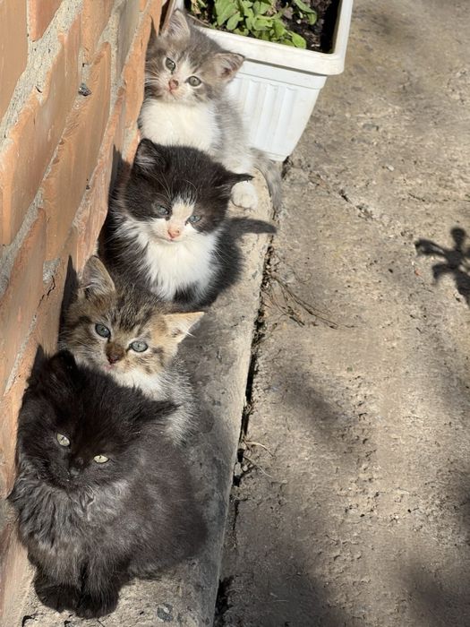 Котенята в добрі руки