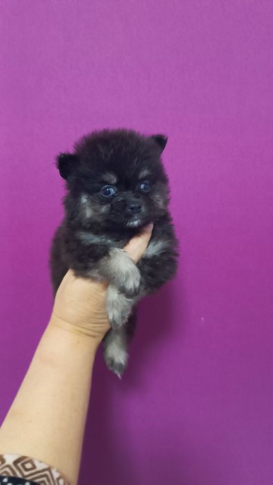 Черно підпала дівчинка померанський шпіц