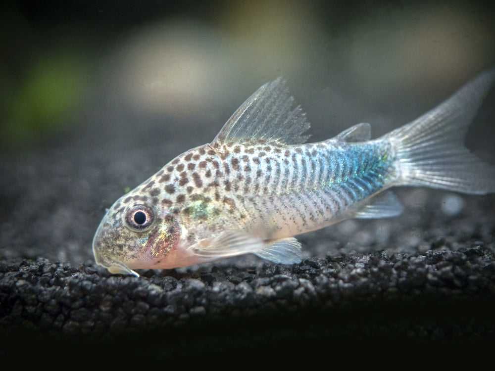 Kirysek szmaragdowoogonowy - Corydoras similis - Kirys - dowóz