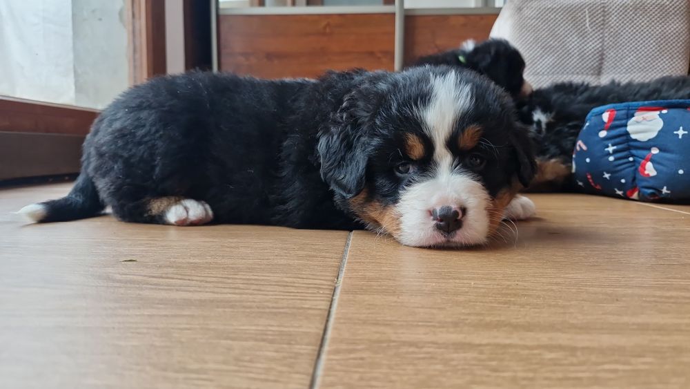 Szczeniaki berneński pies pasterski drugi miot