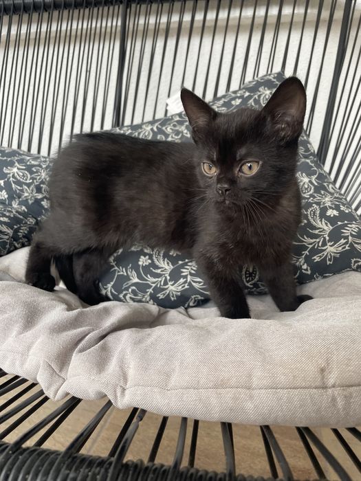 Urocze kociaki szukają kochających domów