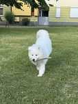 Pies Samoyed Biały