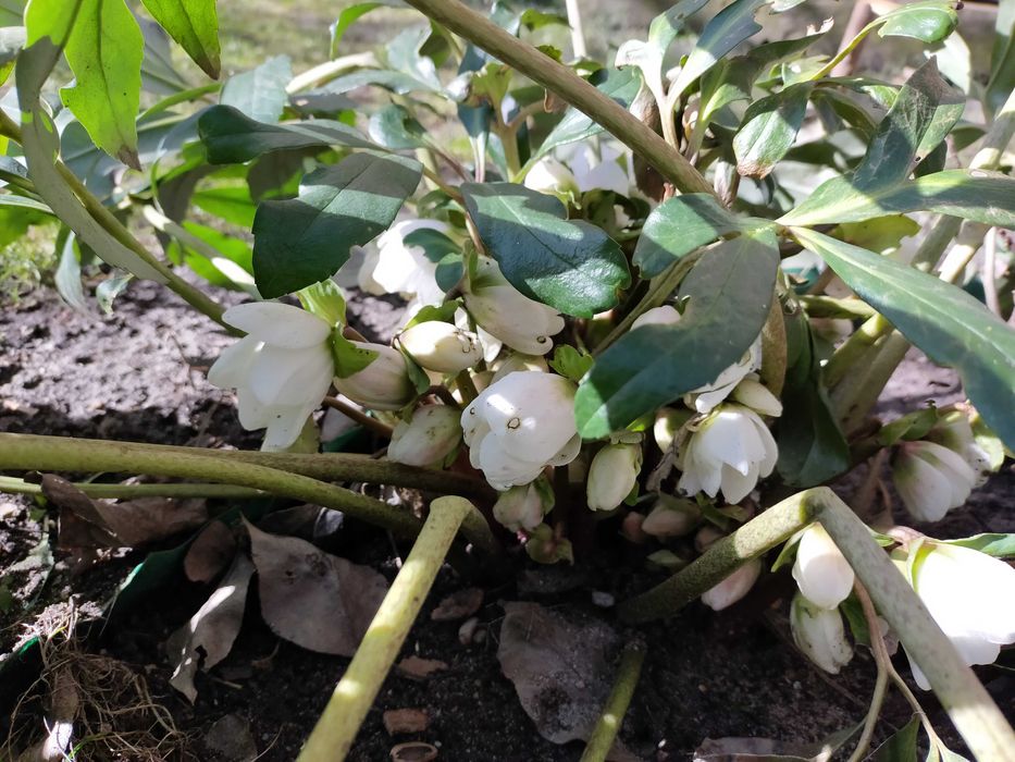 Hibiskus, ketmia, róża chińska ładne sadzonki w donicach lub z gruntu.