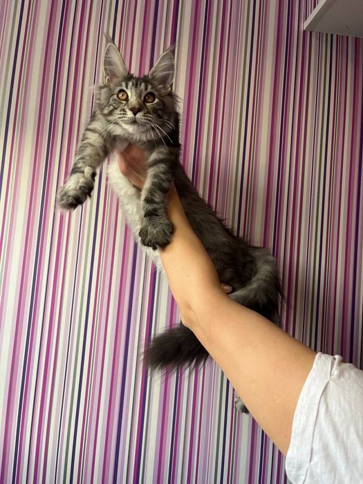 Кошенята мейн кун