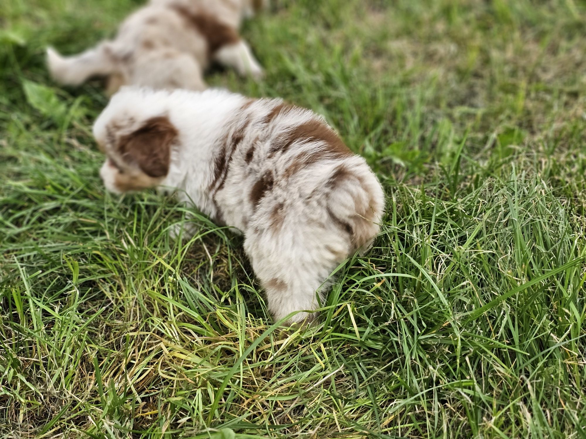 Miniaturowy Owczarek Amerykański piesek red merle