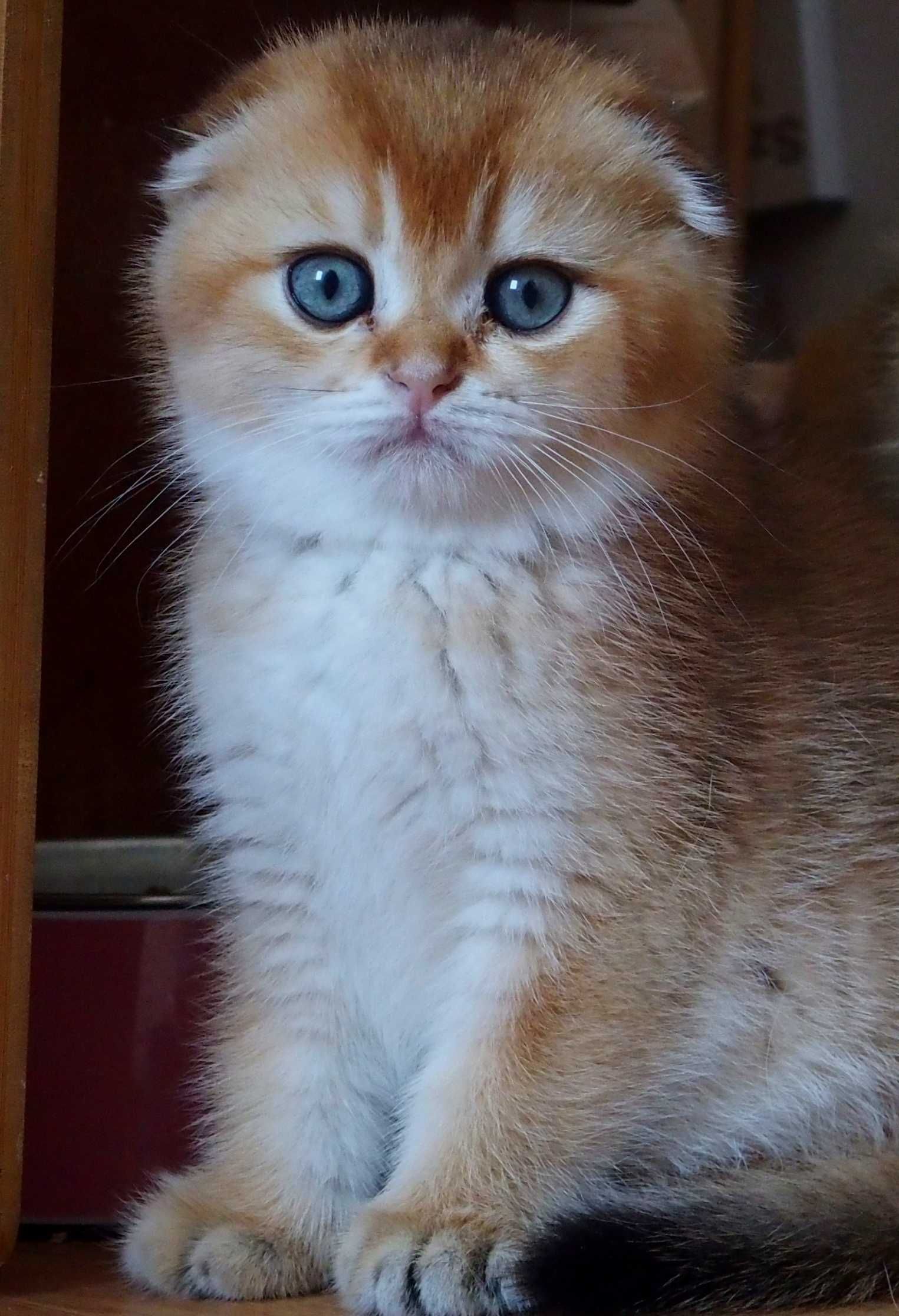 Kocurek Szkocki Zwisłouchy PZF. WCF Scottish Fold Złota Szynszyla