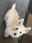 West highland white terrier, piesek cuuudo!