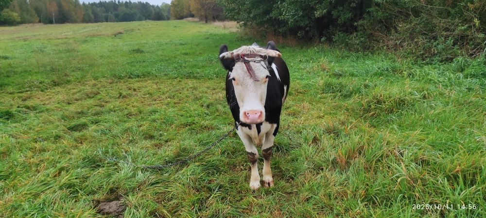 Sprzedam krowę mleczną