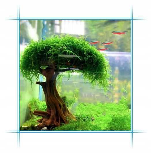 Klej Do Roślin Wodnych z Pędzelkiem Blue-Line - wygodna aplikacja