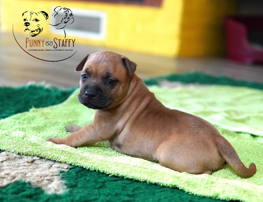 Staffordshire Bull Terrier - suczka