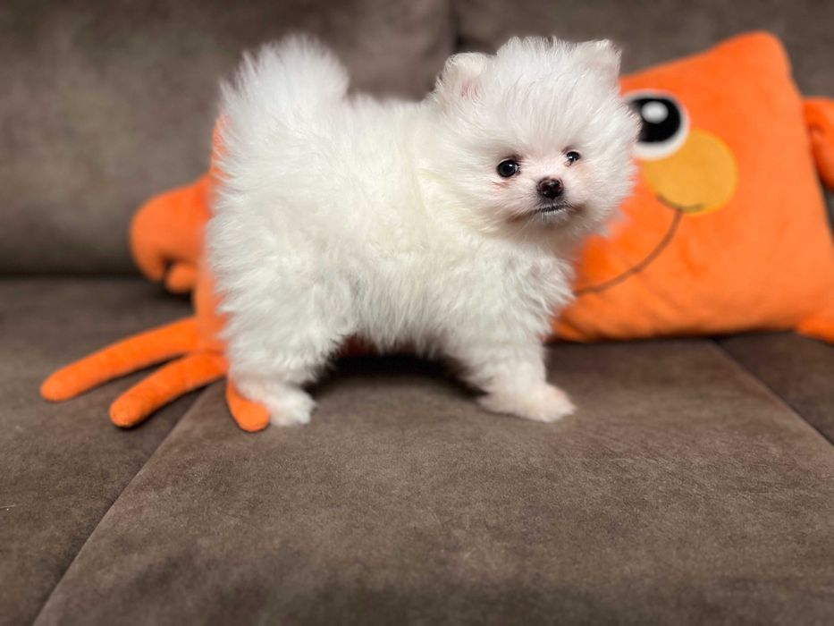 POMERANIAN - piękny, biały chłopak
