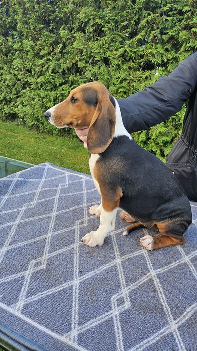 Suczka Gończy Serbski Trójkolorowy Posokowiec bawarski Gończy Polski