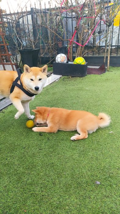 Szczeniak Shiba inu z rodowodem ZKwP do odbioru