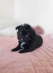 Chihuahua długowłosy