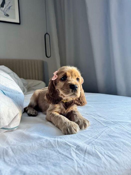 Англійські кокери — руді пухнастики чекають на вас