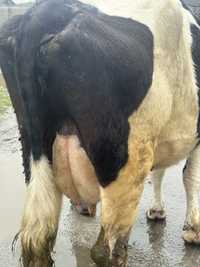 Продам корову тільна 3 телям 3.5 місяці
