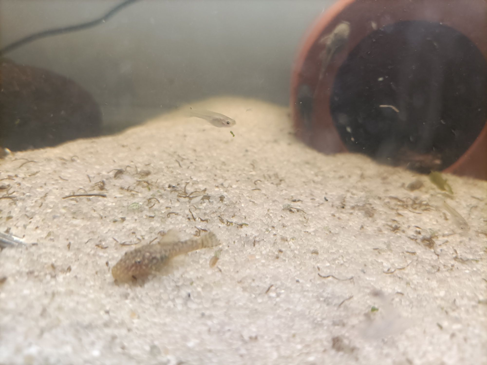 Ancistrus com mais de 3cm e alguns adultos