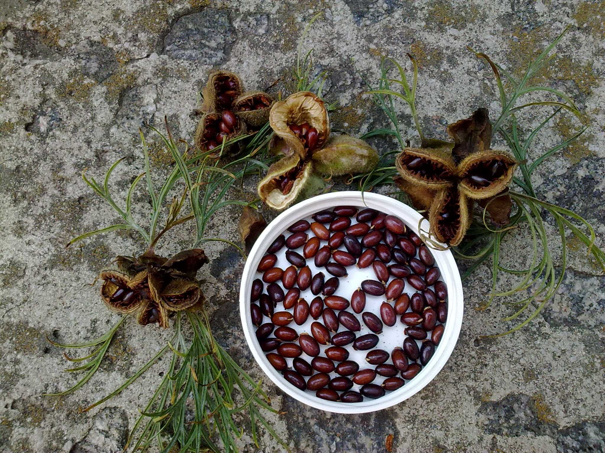 Семена пиона тонколистного (P. tenuifolia).