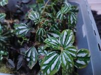 Pilea cadiera ukorzenione Szczepki sadzonki terrarium