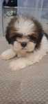Chłopczyk shihtzu