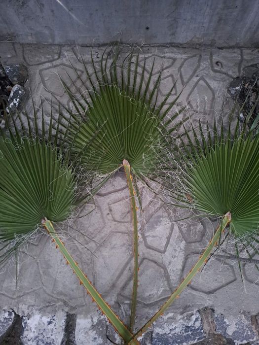 Продам пальмові листя Вашингтонії