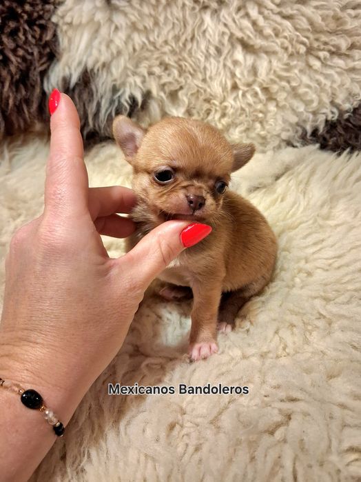 NAJPIĘKNIEJSZA MINI KRÓLEWNA Chihuahua.  Krótkowłosa dziewczynka !