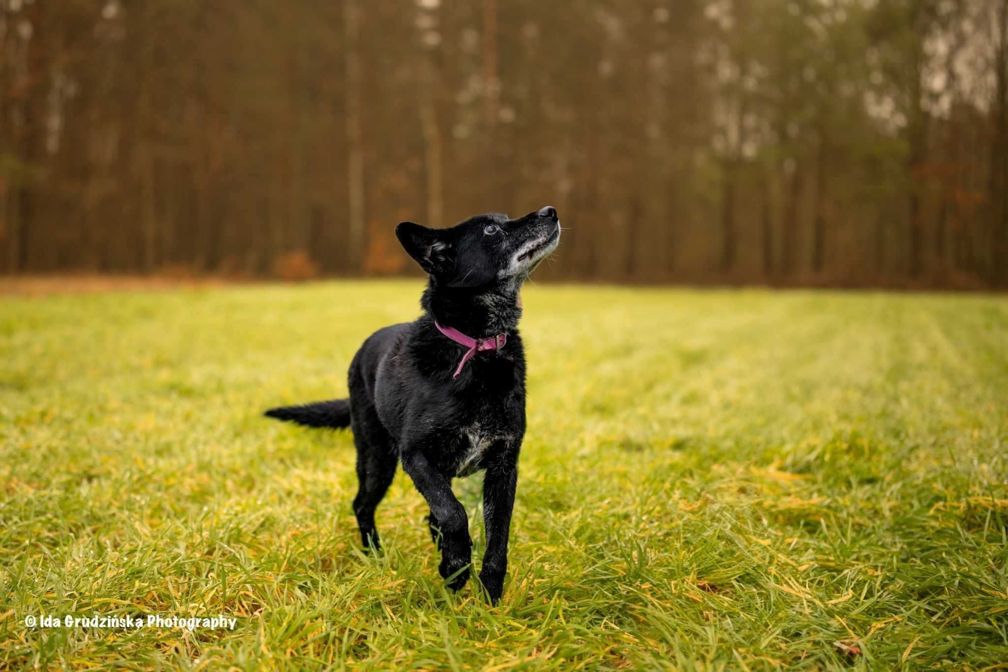 MAGIK dojrzały labrador szuka domu stałego 10letni 16kg czarny