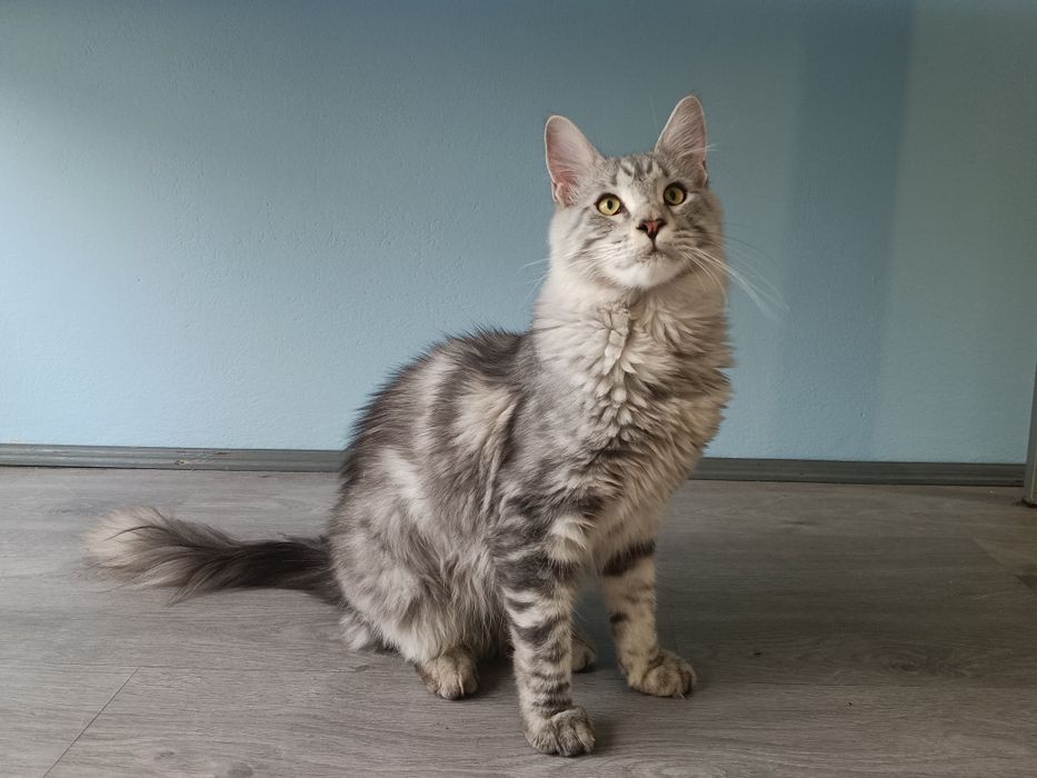 Maine coon kocurek srebrny rodowód FPL