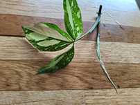 Syngonium red spod trikolor