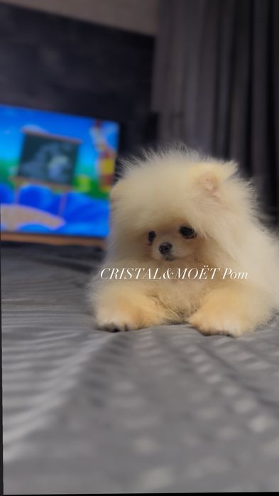 Мальчик померанский шпиц,экстрамини,тип мишка