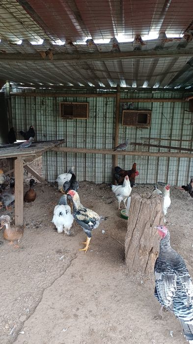 Galinhas brahmas perus e outrad