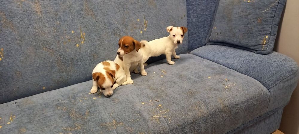 Jack Russell Terrier suczka