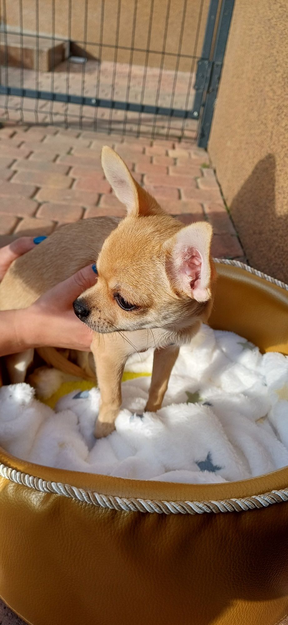 Chłopczyk chihuahua FCI