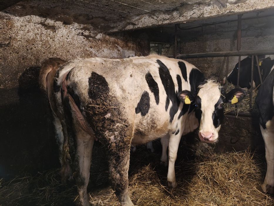 Jałówka wysokocielna krowa HO HF