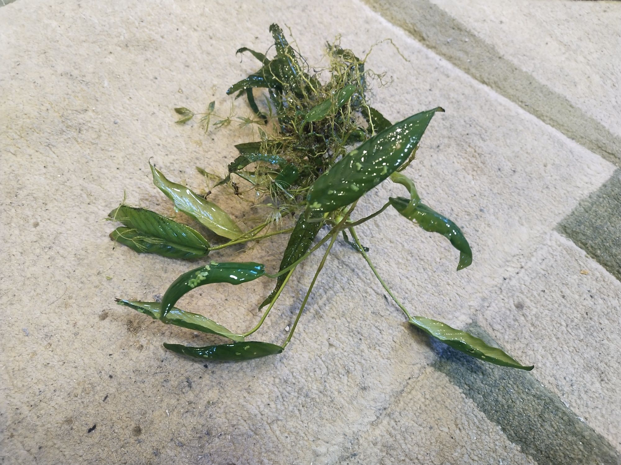 Anubias roślinka na korzeniu
