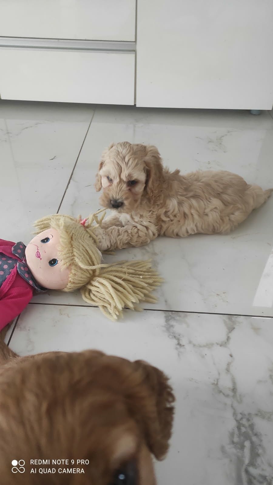 Cockapoo hybryda ras
