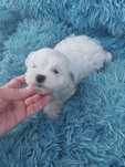Bichon Maltês. Mini . Menina  pura.Perfeita.